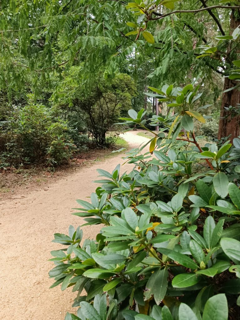 In der Rhododendronschlucht, Rhododendronpark Kromlau