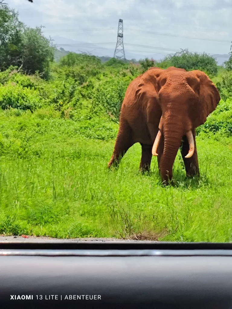 Mombasa Road, Elephant im Bereich des Tsavo Nationalparks