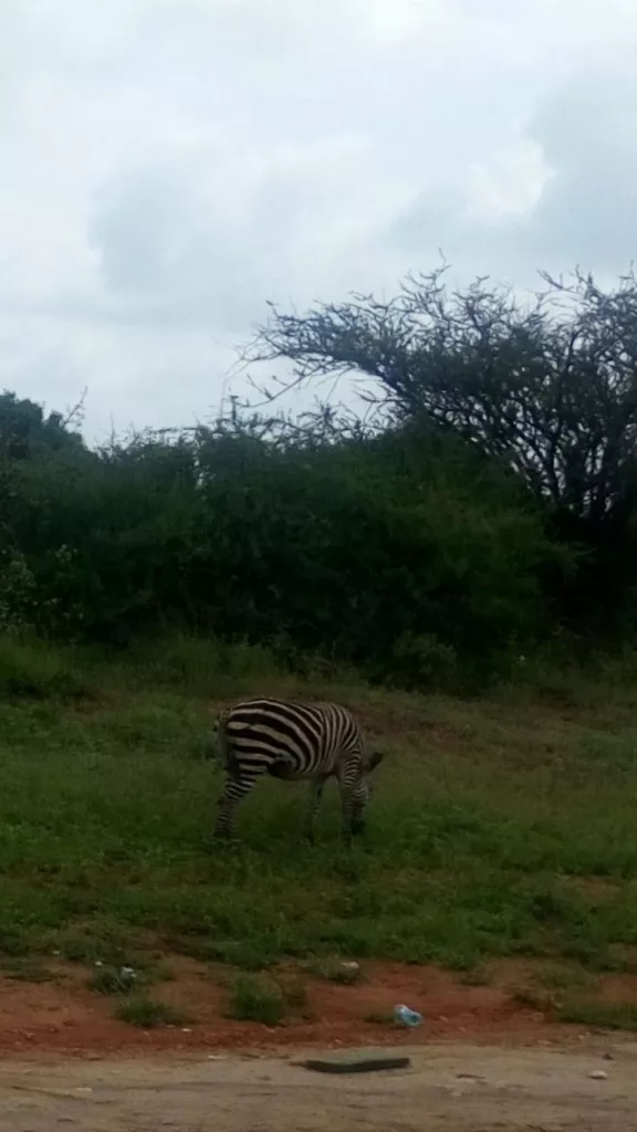 Mombasa Road, Zebra