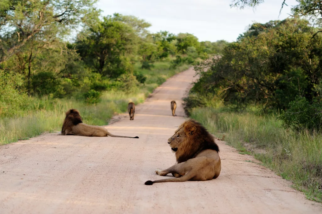 Löwen auf einem Weg, Tansania Safari