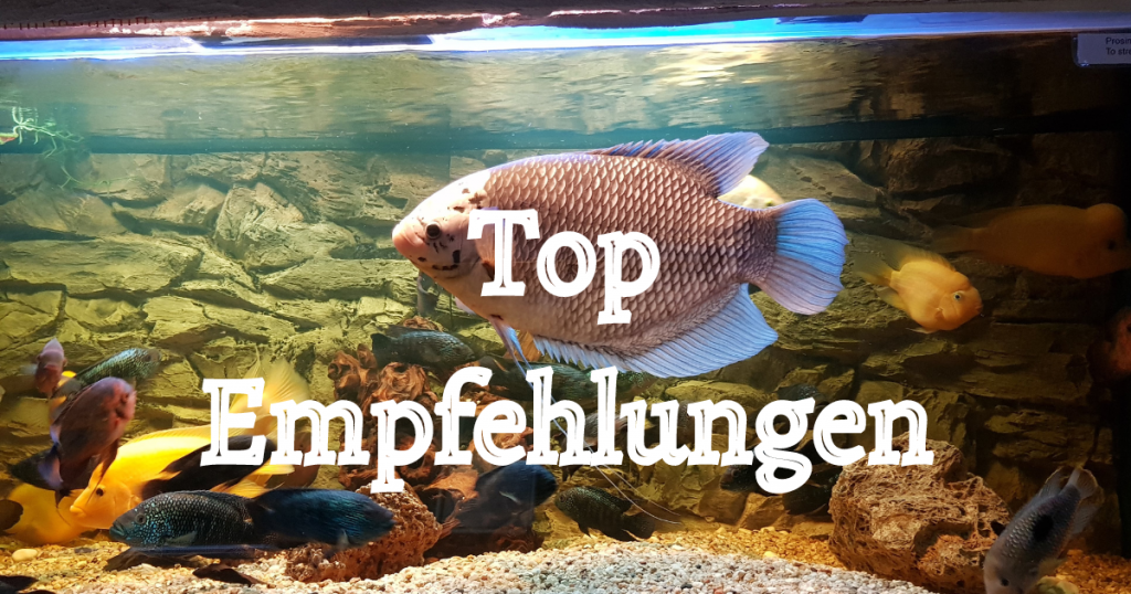 Top Empfehlungen