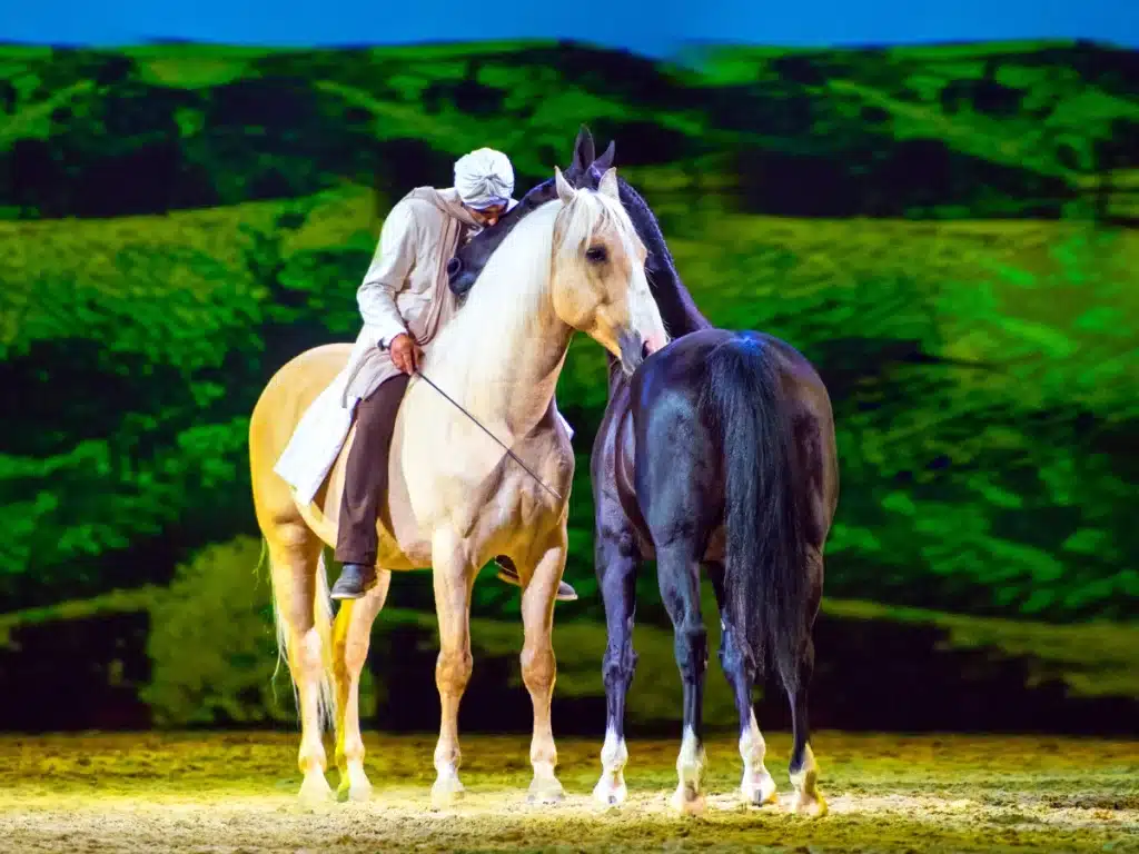 Verbindung zwischen Mensch und Pferd CAVALLUNA